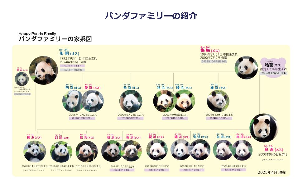 和歌山のパンダが返還される