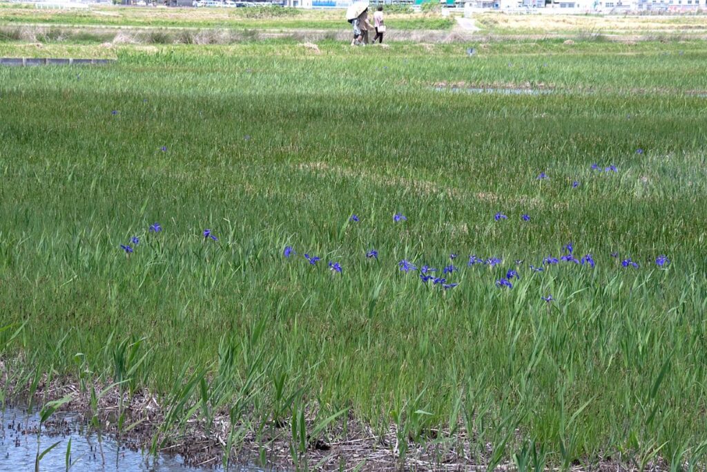 カキツバタの撮影に行った