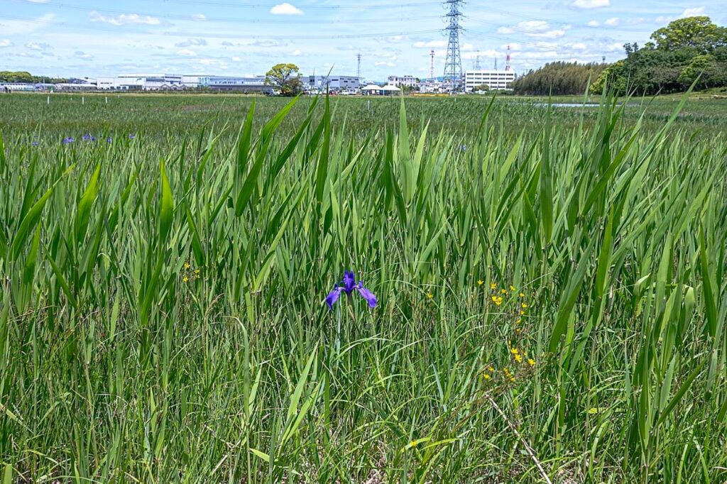 カキツバタの撮影に行った