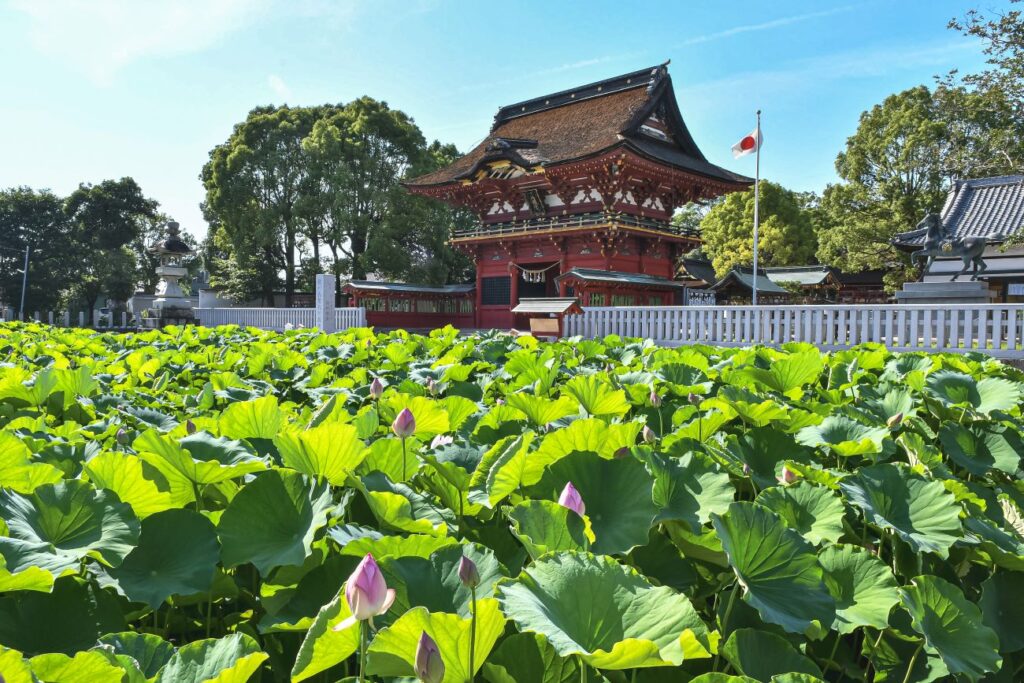 伊賀八幡宮は一年のうちで一番美しい蓮の花の季節を迎えます