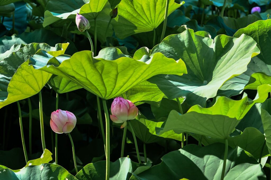伊賀八幡宮は一年のうちで一番美しい蓮の花の季節を迎えます