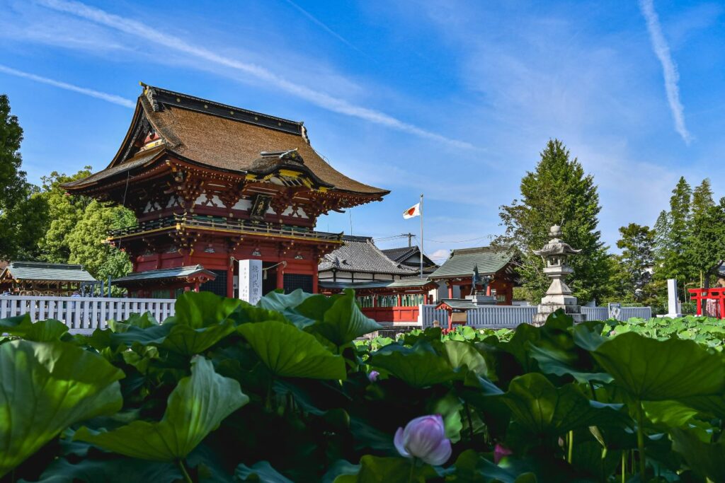 伊賀八幡宮は一年のうちで一番美しい蓮の花の季節を迎えます