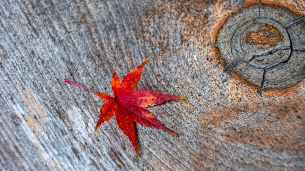 カエデと切り株