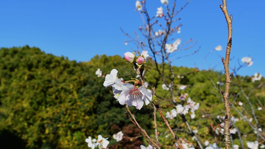 四季桜